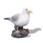 Mew Gull (Medium)