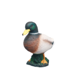 Mallet Duck